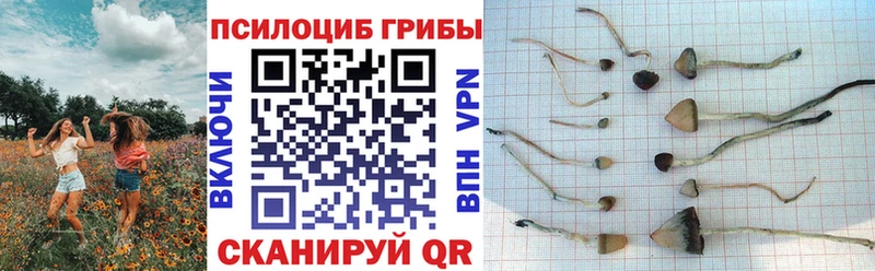 Псилоцибиновые грибы прущие грибы Ельня